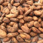 Getrocknete Kakaobohnen in Nahaufnahme