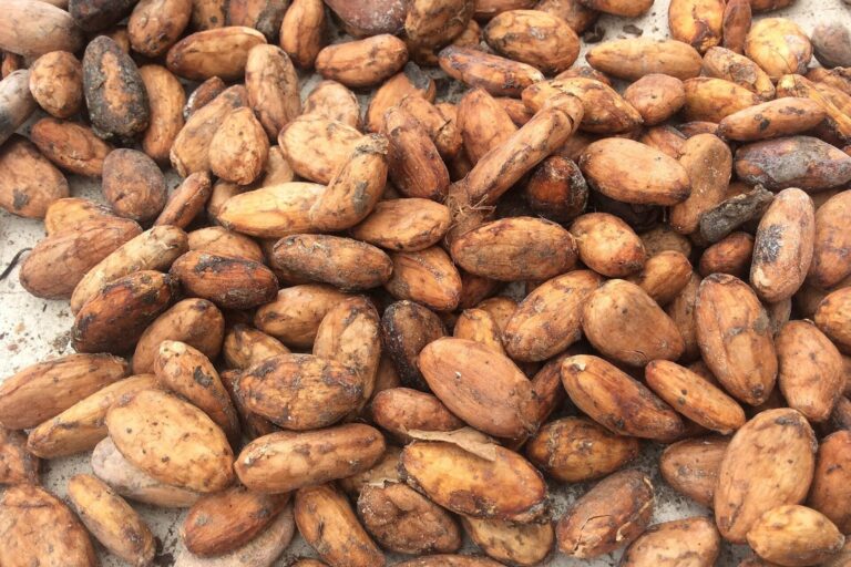 Getrocknete Kakaobohnen in Nahaufnahme